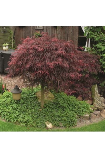 Клен пальмолистий Інаба-шідара опис